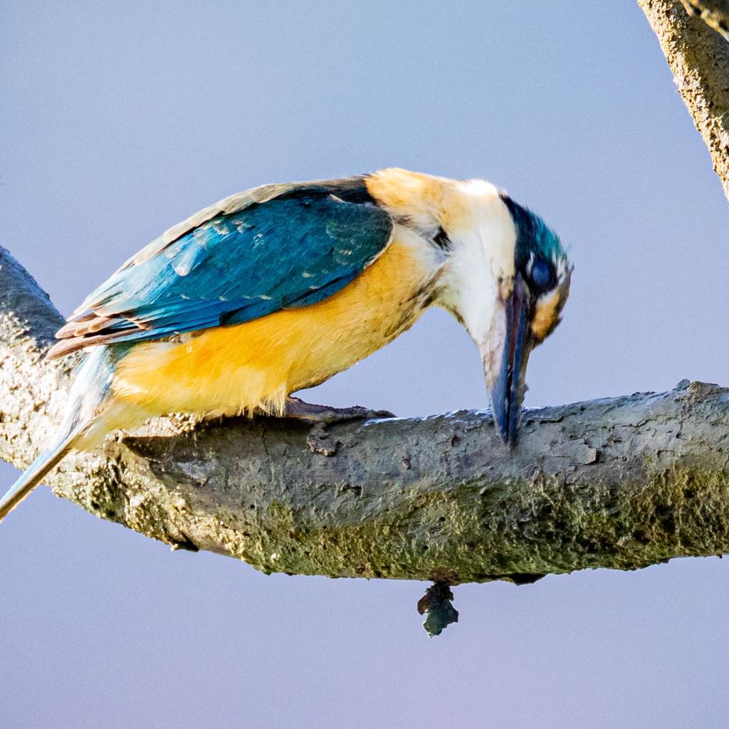 Photo credit: © Glen Smith Photography